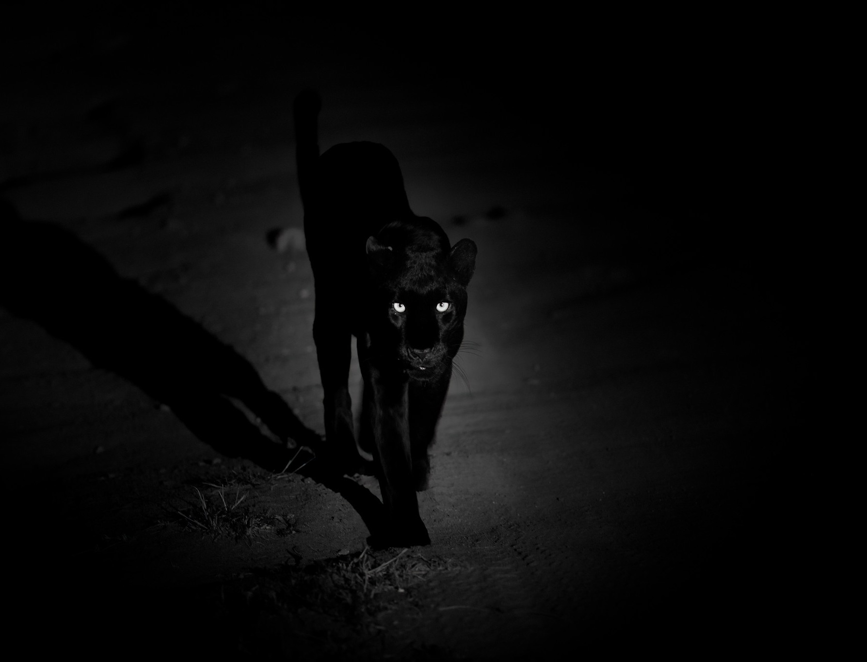 Black Panther walking in the dark